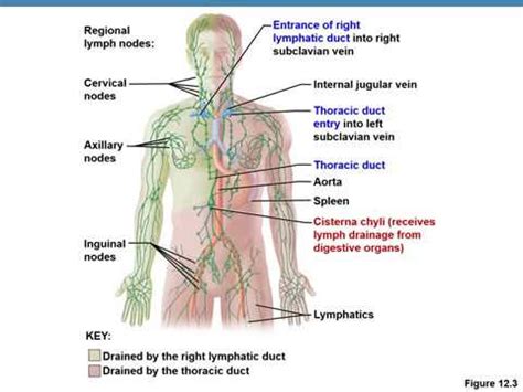 Lymphatic System Simplified