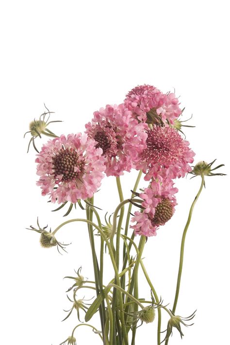 Pink Scabiosa Flower Scabiosa Types Of Flowers Flower Muse Pink