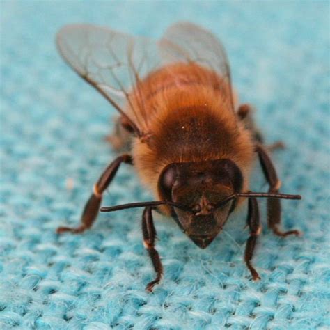 Italian Honey Bee Bee Honey Bee Cute Bee