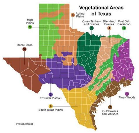 The Types Of Plants Found In Texas Vary Widely From One Region To The