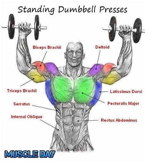 Shoulder Exercises Standing Two Arm Dumbbell Presses Muscle Day