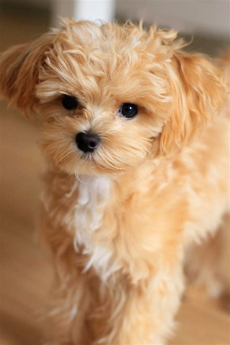 15 Best Small Dog Breeds For Apartments Photos