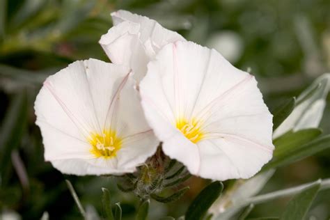 Bush Morning Glory Better Homes And Gardens