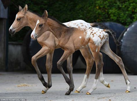 Identical Twin Horse Foals Born In Exeter Had 10000 To 1 Chance Of