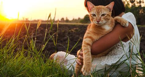 Although bun and creatinine levels the prognosis for kidney disease is quite variable depending on response to the initial stage of treatment. Stages Of Feline Chronic Kidney Disease - PetlifeCA