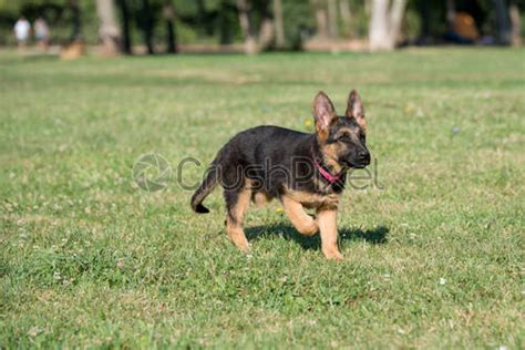 Young Brown German Shepherd Puppy Dog On The Green Grass Stock Photo