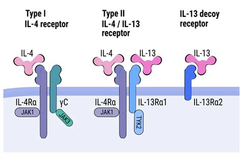 Cells Free Full Text Significance Of Interleukin Il 4 And Il 13