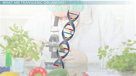 A transgenic organism is an organism that contains recombinant dna. A Transgenic Organism Is Quizlet : Transgenic Organism Flashcards Quizlet / A transgenic ...