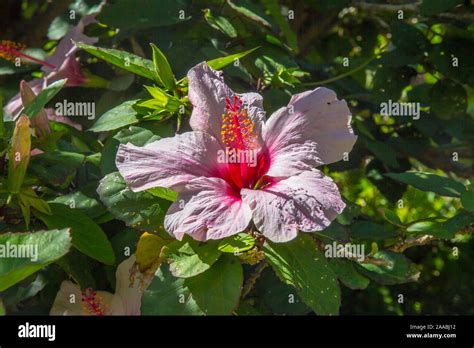 Pink Hibiscus Flower On Green Leaf Background Stock Photo Alamy