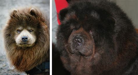 What Kind Of Dog Looks Like A Bear