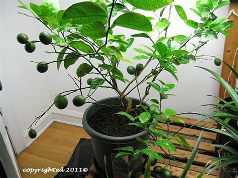 Great Tips On How To Grow And Maintain Indoor Orange Citrus