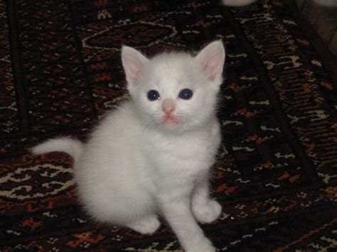 Free Photo White Kitten Animal Cat Cute Free Download Jooinn