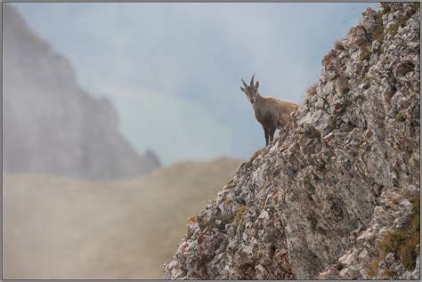 Bergziege Alpensteinbock Capra Ibex