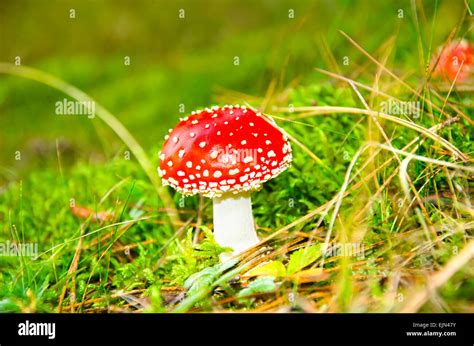 Three Red Mushrooms In The Forest Stock Photo Alamy