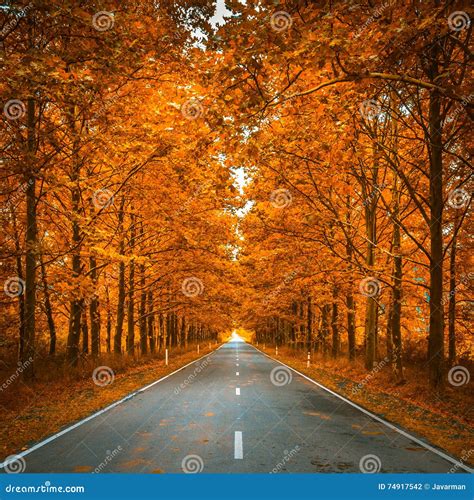 Road In Autumn Woods Stock Photo Image Of Beautiful 74917542