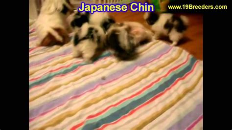 The japanese chin is a study in duality: Japanese Chin, Puppies, For, Sale, In, Oklahoma City ...