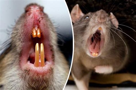 Millions Of Super Rats To Invade Uk This Summer Experts Say Daily Star