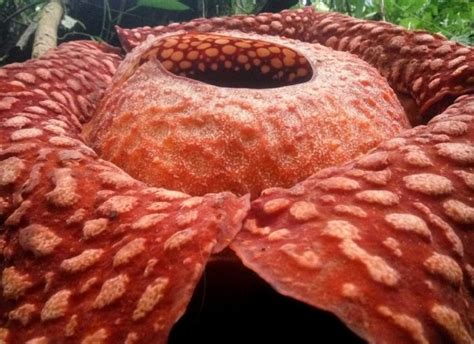 Worlds Largest Flower Giant Rafflesia Tuan Mudae Spotted In