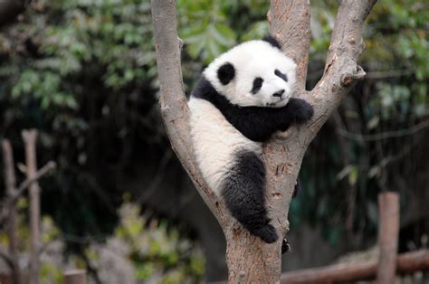 Panda Cub Wallpapers Wallpaper Cave