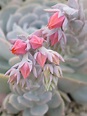 Photo of the bloom of Echeveria (Echeveria runyonii) posted by Baja ...