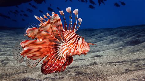 Lionfish Hd Wallpapers Backgrounds