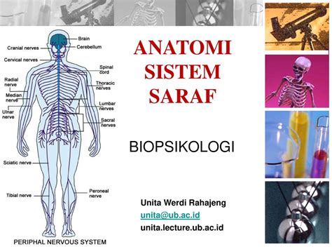 Anatomi Sistem Saraf Pengertian Dan Cara Kerja Masandy Com