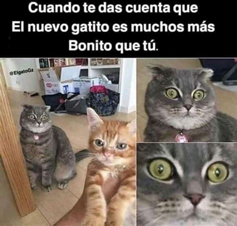 Top Memes De Gatitos En Español Memedroid