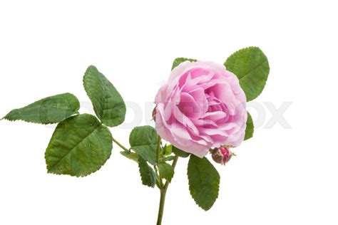 Pink Rose Isolated Stock Image Colourbox