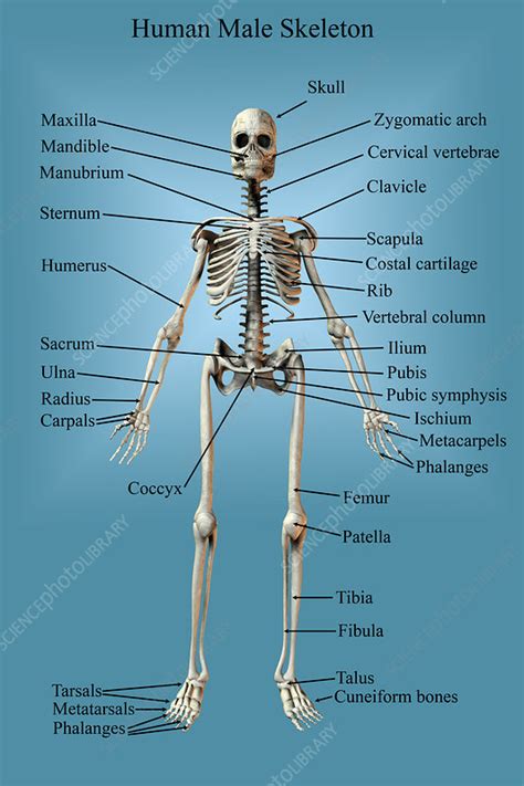 Human Male Skeleton Stock Image C0249740 Science Photo Library