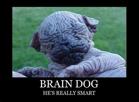 37 Funny Pictures That Will Make You laugh – Daily Funny Quotes