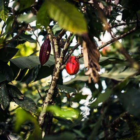 Reviving The Fine Flavor Cocoa Industry In Trinidad Tobago Caribbean Co