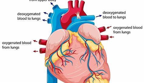 heart blood circulation flow chart
