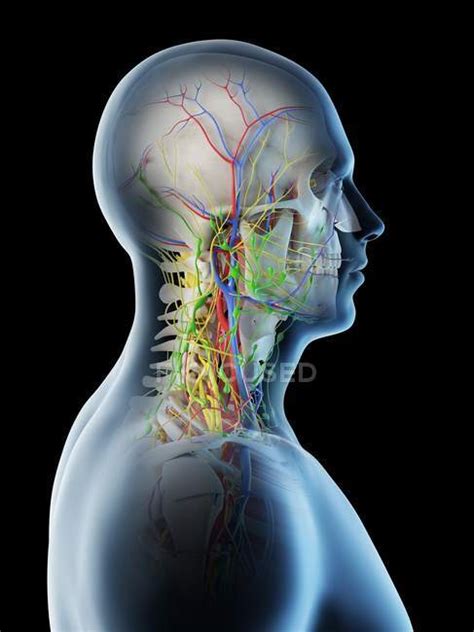 Blood Vessels Stock Photos Royalty Free Images Focused