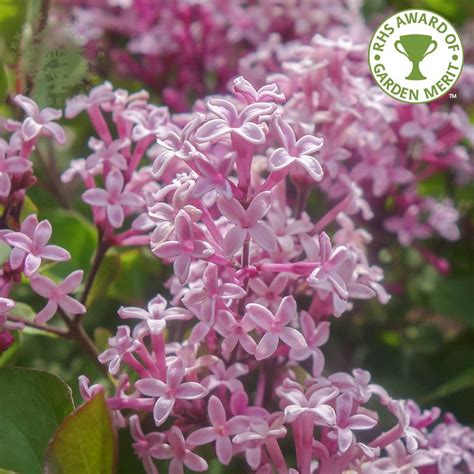 Syringa Red Pixie Dwarf Pink Lilac Shrubs For Sale