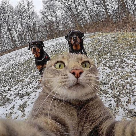 Cat Selfie Cat Selfie Cats Cat Photography
