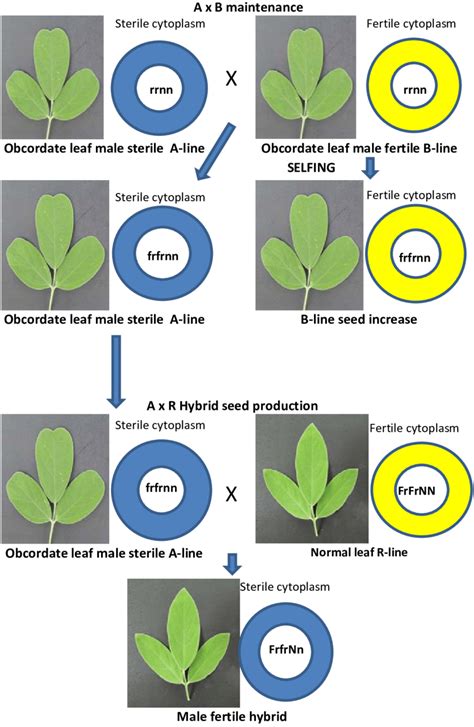 Schematic Representation Of Hybrid Seed Production Activity With
