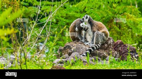 Ring Tailed Lemur Couple Grooming Each Other Funny Animal Behavior