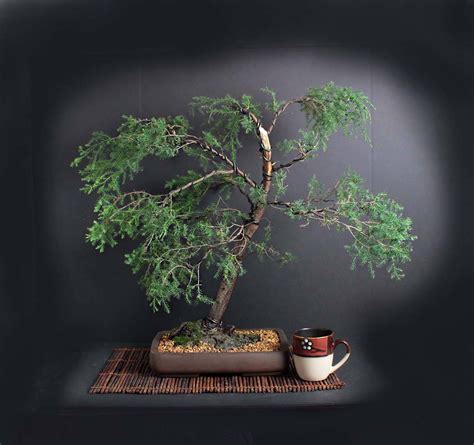 Red Cedar Bonsai Tree Fall 17 Conifer Collection From Livebonsaitree