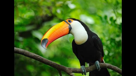 Toco Toucan ♦ Beautiful Rainforest Birds Youtube