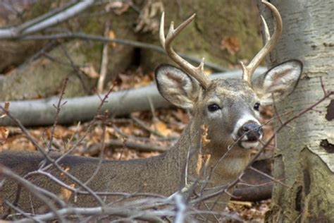 How To Clean White Tail Deer Antlers Gone Outdoors