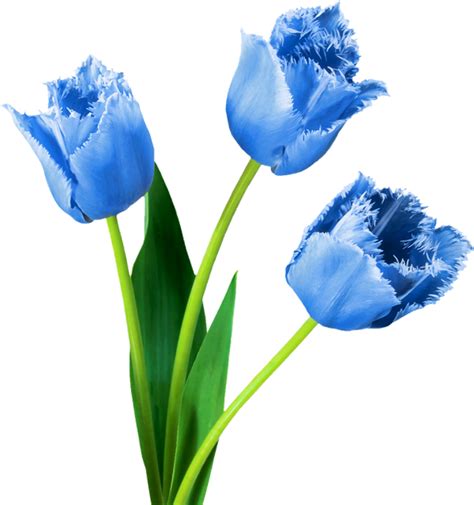 Printemps Tulipes Png Tube Fleur Blue Tulips Png