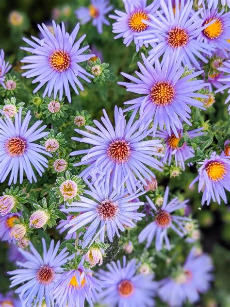 Purple Aster 2 By Brittany Goldwyn Live Creatively