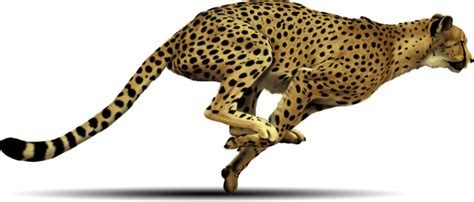 Cheetah Png HD | PNG Images Download | Cheetah Png HD pictures Download | Cheetah Png HD PNG ...