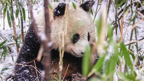 Bbc World Service Newsday Giant Panda Habitat Is Shrinking