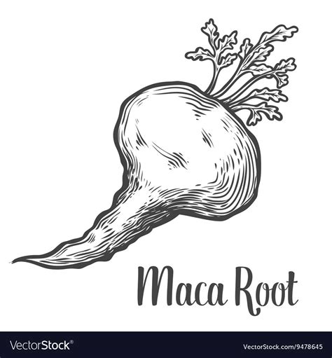 Maca Root Plant Royalty Free Vector Image VectorStock