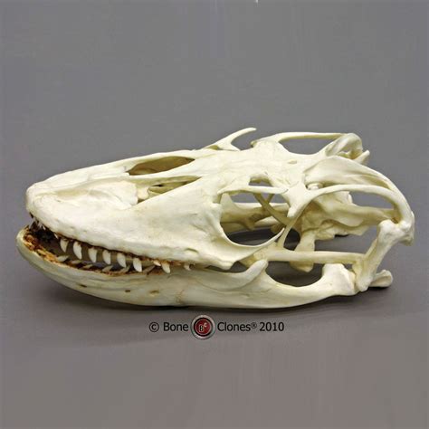 Lizard Skull Komodo Dragon Cast Replica Varanus Komodoensis Bc 02