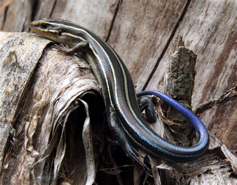 Five Lined Skink Project Noah