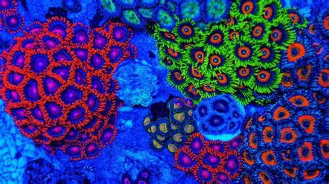 23 Fluorescent Coral Reefs Under Uv Light Coral Reef Coral Reef