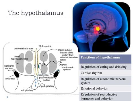 the hypothalamus involvement in the sexual dimorphism