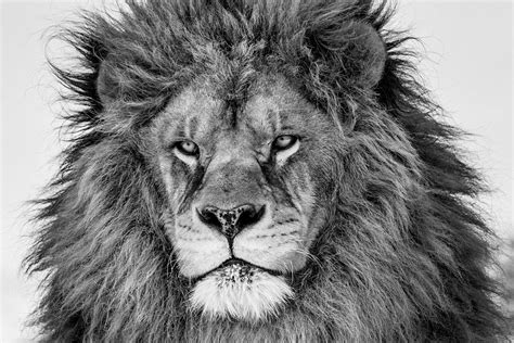 Fierce Lion Photograph By Mike Centioli Fine Art America